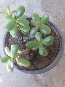 Crassula ovata