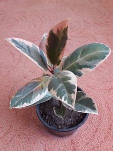 Ficus variegat