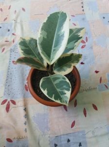 Ficus variegat