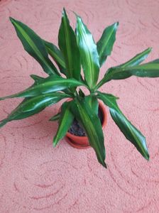 Dracena stegneri