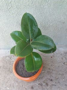 Ficus