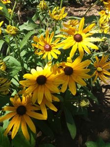 Rudbeckia