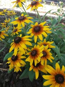 Rudbeckia