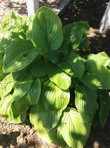 Hosta