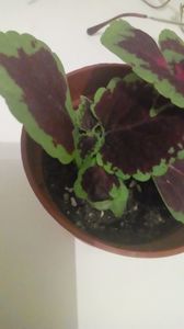 Coleus din seminte