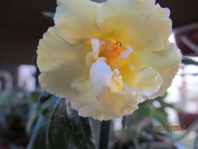ach. Yellow  englisch rose