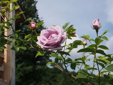 ... parfum sublim ...; iunie 2017
