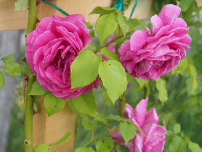 Trandafir de dulceata; iunie 2017
