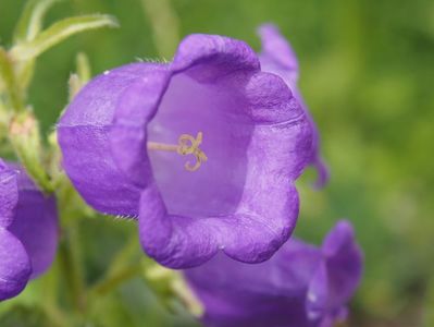 Campanula; iunie 2017
