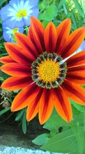 gazania