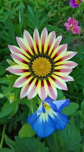 gazania