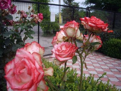 IMGP1149
