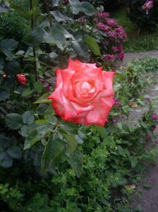 IMGP1154