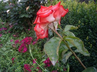 IMGP1155