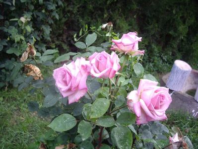 IMGP1160