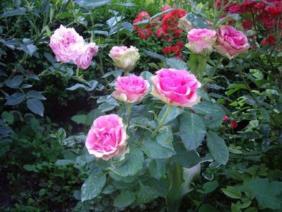IMGP1165