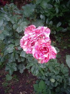 IMGP1177