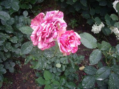 IMGP1178