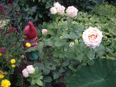 IMGP1183