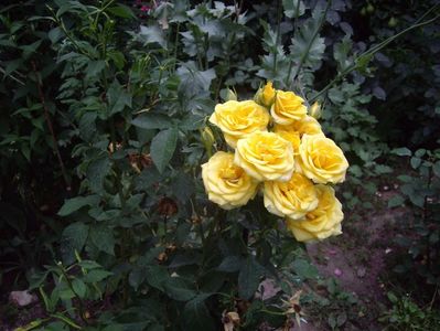 IMGP1192