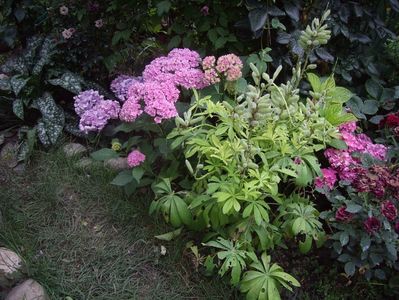 IMGP1195