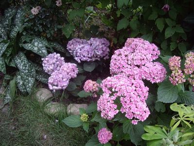 IMGP1196