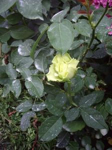 IMGP1202