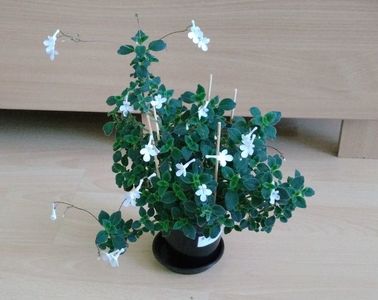 Asa infloreste Streptocarpella alba