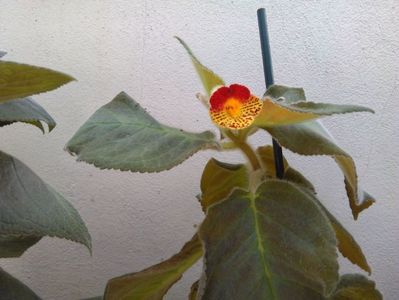 Bogotensis