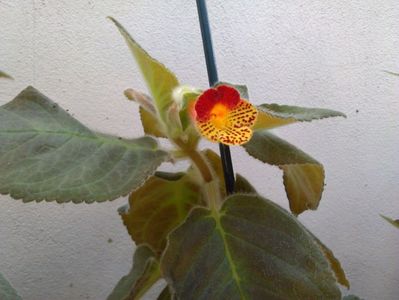 Bogotensis