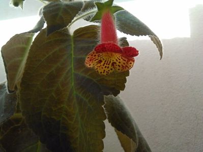 Bogotensis