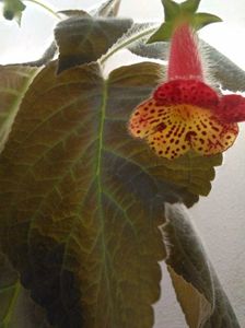 Bogotensis