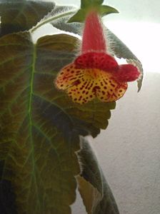 Bogotensis