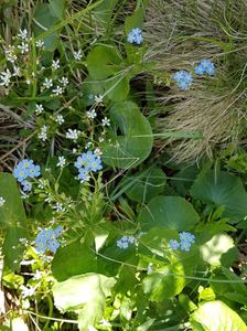 Myosotis la munte