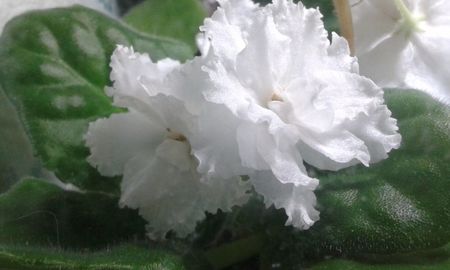 RS Diana