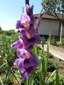 Gladiola