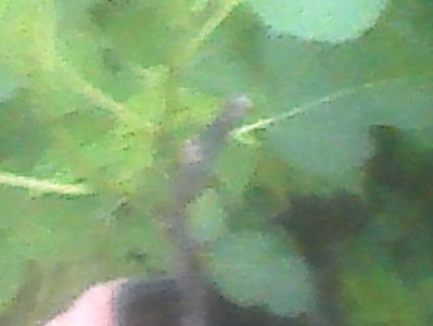 Butas de smochin cu doua rodiri,la ghiveci,15 leibuc.; De vanzare smochini cu doua rodiri pe an,15 lei/buc.Rezista in Bucuresti,iarna,fara a fi protejati,chiar si atunci cand sunt mici.Fac fructe de cca.50g,de culoare bruna.Sunt la ghiveci, deci se pot pl
