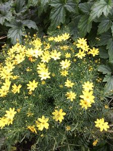 coreopsis verticilata