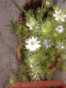 Nigella damascena