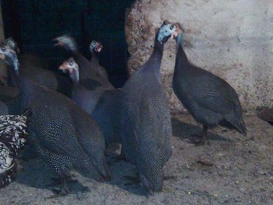Gaini marans Gaini marans