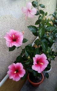 Pink Dream si Dainty Pink