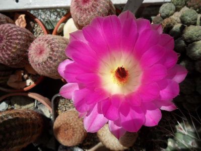 Echinocactus rubrispinus