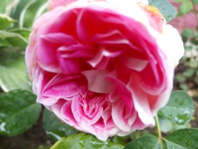 Prima floare