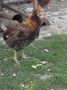 Cocosel araucana