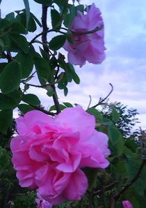 Nuovo_1_Photo4874