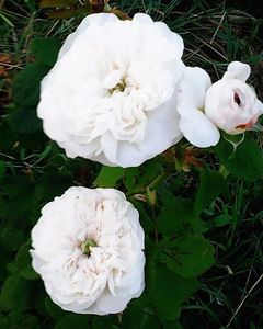 Nuovo_1_Photo4868