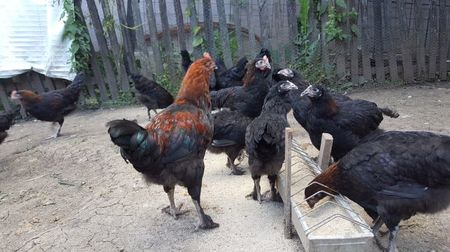 Marans - 3 luni