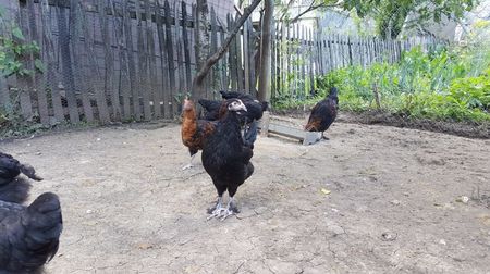 Marans - 3 luni