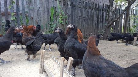 Marans - 3 luni