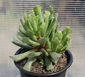 Adromischus cristatus v. claviforus